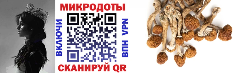 Купить  Кизилюрт  Галлюциногенные грибы Psilocybine cubensis 